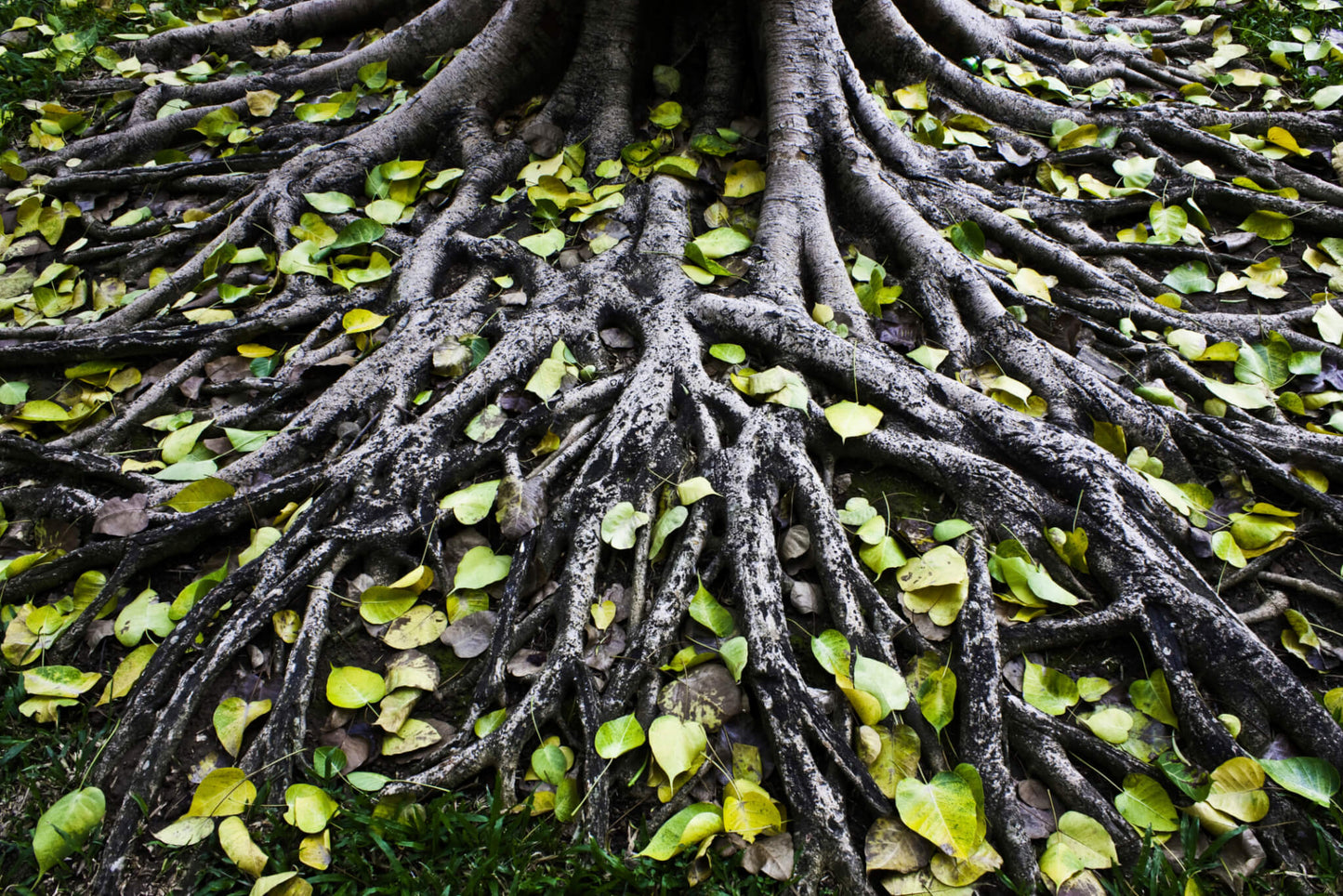 ROOTS CANDLE